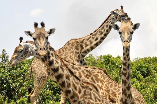 3 Day 2 Nights Maasai Mara Safari - Price and Value: Is $390 Fair for a 3-Day Mara Safari?
