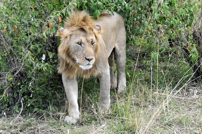 3 Day 2 Nights Maasai Mara Safari - Who This Safari Suits Best (and Who Should Rethink It)