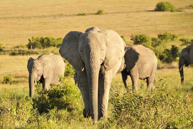 3 Day 2 Nights Maasai Mara Safari - Game Drives: How to Maximize Big Five Chances (Without Burning Out)