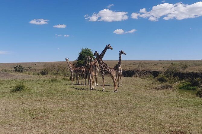 3-Day Amboseli Safari from Nairobi - Day 1: Pickup, check-in, and your first Kilimanjaro-backed wildlife window