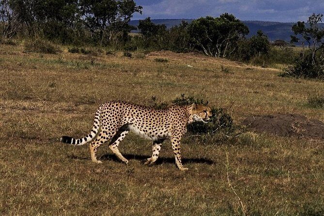 3-DAY Best Maasai Mara Safari (POPULAR) - Nairobi to Maasai Mara Starts With a Real Plan