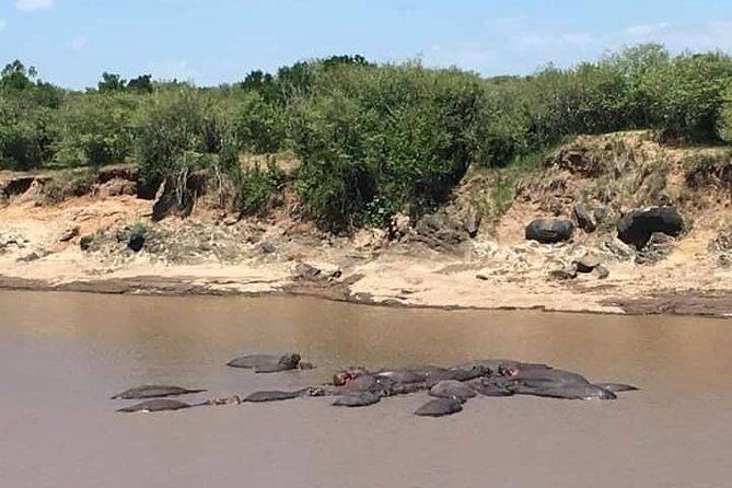 3-DAY Best Maasai Mara Safari (POPULAR) - Day 2 Accommodation Choice: Tented Camp Comfort vs. Lodge Upgrade