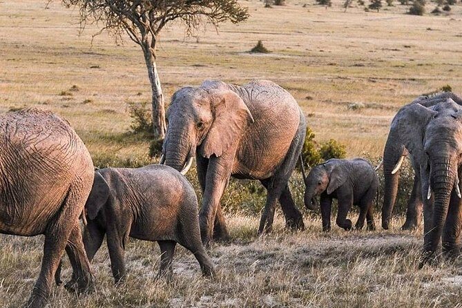 3-DAY Best Maasai Mara Safari (POPULAR) - Food, Rooms, and Camp Reality: Clean, Tasty, and Sometimes Spiced