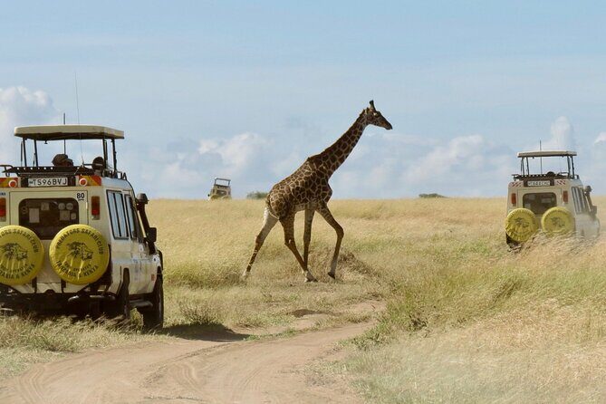 3-Day Budget Maasai Mara Joining Safari with 4x4 LandCruiser Jeep - Key Highlights You’ll Care About