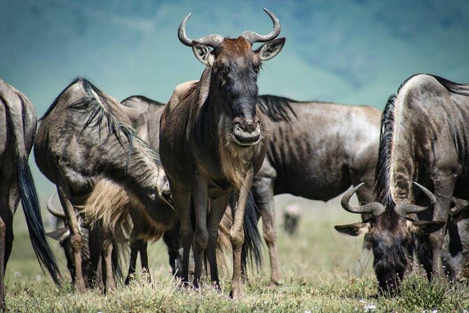 3-Day Budget Maasai Mara Joining Safari with 4x4 LandCruiser Jeep - Who This Safari Suits Best (And Who Should Rethink It)