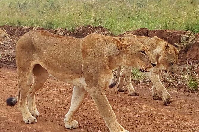 3-day Budget Safari To Maasai Mara - Day 2 in the reserve: Big Five odds plus Mara River lunch