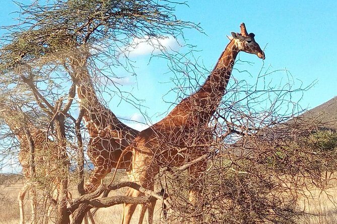 3-day Budget Safari To Maasai Mara - The guide can make or break your sightings