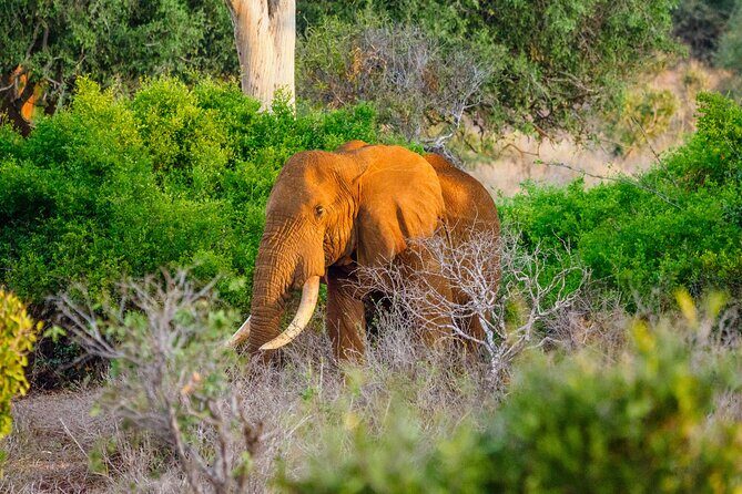3 day Diani Beach To Tsavo East & West - Key things that make this Tsavo East & West safari worth it