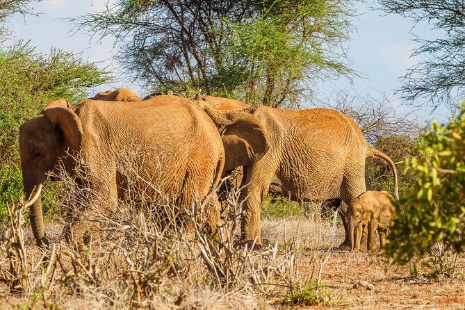 3 day Diani Beach To Tsavo East & West - Tsavo East Day 1: watering holes, open sky, and the big-cat hunt