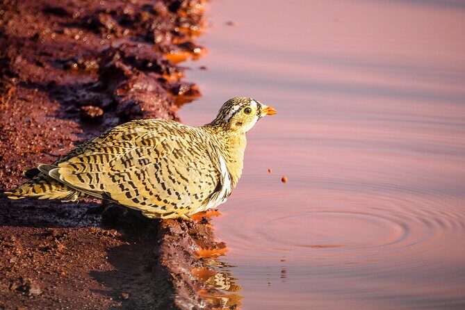 3 day Diani Beach To Tsavo East & West - Tsavo West Day 2: sunrise energy, Ngulia’s rhinos, and more than big cats