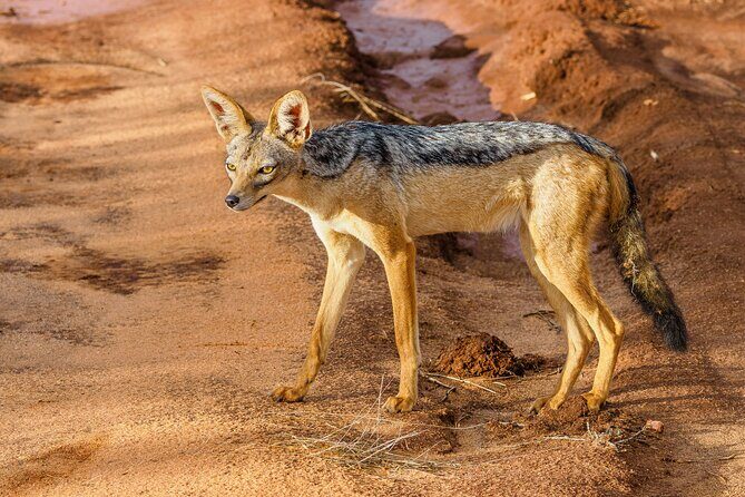 3 day Diani Beach To Tsavo East & West - Mzima Springs on Day 3: the walking safari with hippos and crocodiles