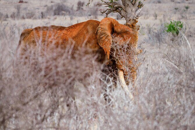 3 day Diani Beach To Tsavo East & West - Price and value: what $2,020 buys you in real safari time