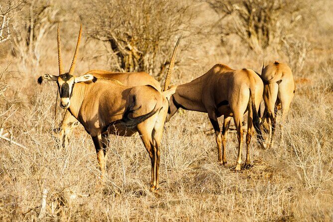 3 day Diani Beach To Tsavo East & West - The safari rhythm: what you’ll feel on these long days