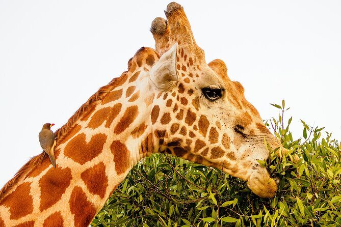 3 day Diani Beach To Tsavo East & West - Lodges, food, and the “off-safari” part of the trip