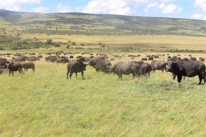 3 Day Exploring Amboseli National Park - Kibo Safari Camp comfort with Kilimanjaro views