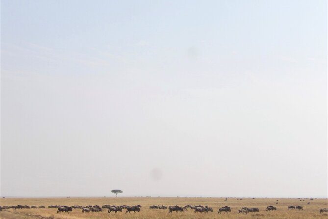 3 Day Exploring Amboseli National Park - Day 2: Full-day game drive, picnic lunch, and big-cat chances
