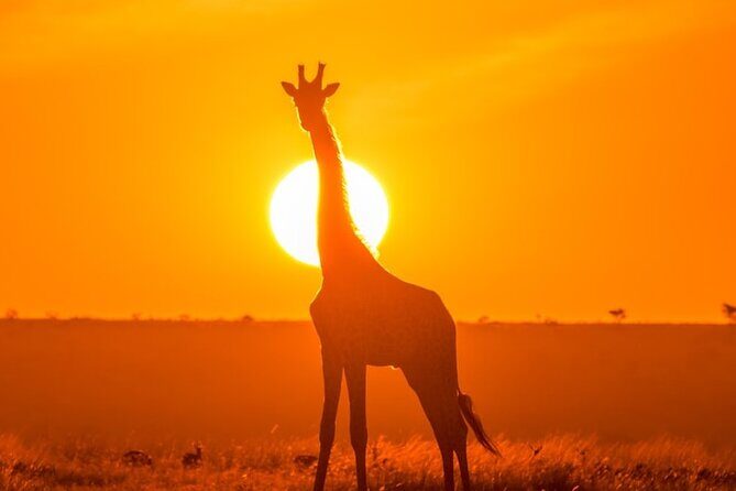 3 Day Exploring Amboseli National Park - Meals, downtime, and why the camp setup works