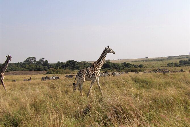 3 Day Exploring Amboseli National Park - Day 1: Amboseli National Park first light and elephant photo ops