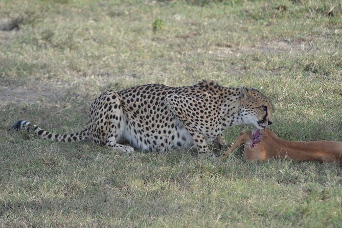 3-Day Group Safari in Masai Mara with Pick Up - Key highlights before you book
