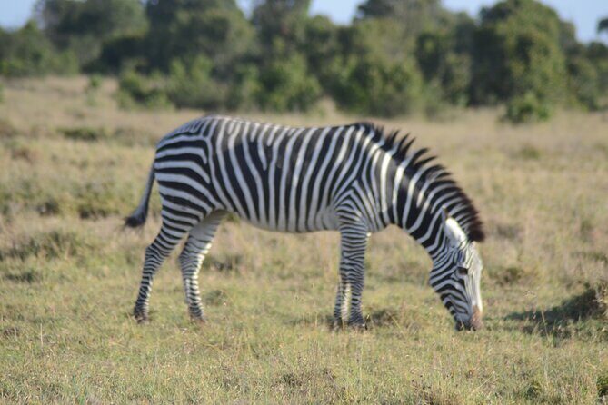 3-Day Group Safari in Masai Mara with Pick Up - Why Maasai Mara is so easy to fall for