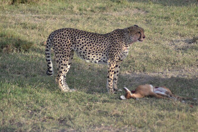 3-Day Group Safari in Masai Mara with Pick Up - Day 1: Rift Valley escarpment drives and your first Mara taste