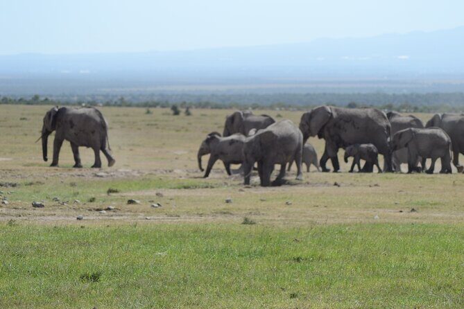 3-Day Group Safari in Masai Mara with Pick Up - Price and value: what $1,250 really covers