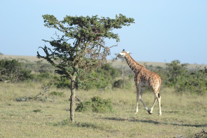 3-Day Group Safari in Masai Mara with Pick Up - Pickup, group size, and what that means for your comfort