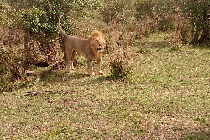 3 day maasai mara budget Camping Group safari - Day 1 Transfer, Briefing, and the First Game Drive Feeling