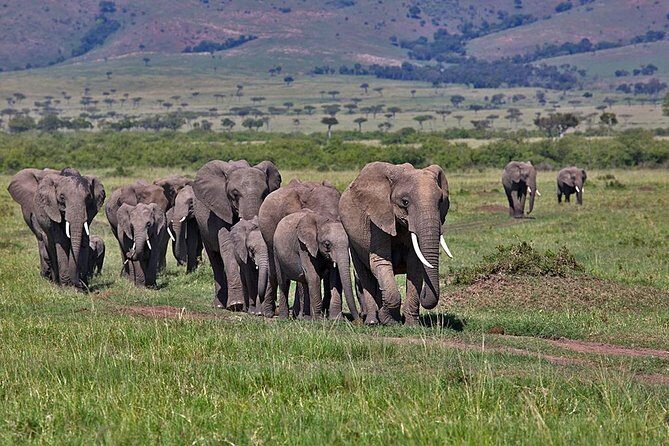 3 Day Maasai Mara Group Joining Camping Safari - Daily Departures - Key Things That Make This Safari Worth Your Time