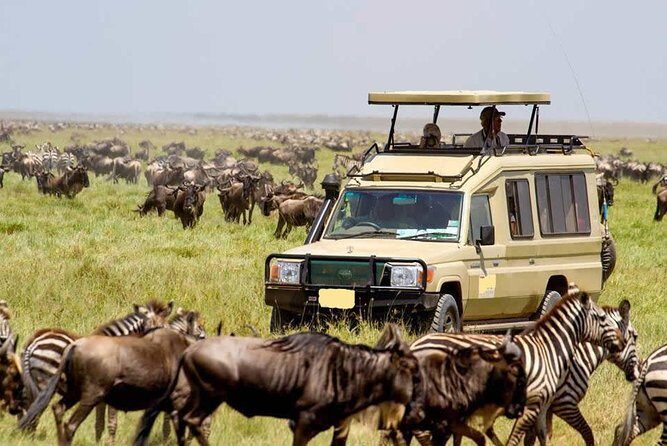3 Day Maasai Mara Group Joining Camping Safari - Daily Departures - Tent Camping + Big Cats: The Real Vibe of Maasai Mara in 3 Days