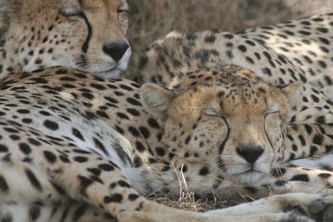 3-Day Maasai Mara Group Joining Safari - Key Highlights You’ll Care About