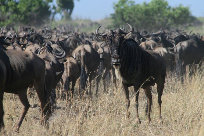 3-Day Maasai Mara Group Joining Safari - Day 1 Game Drive: The 4:00 pm Gate and Why Golden Hour Works