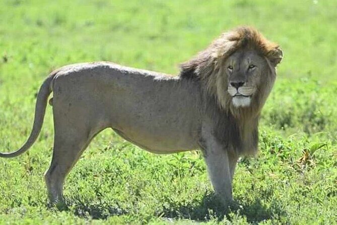 3-Day Maasai Mara Safari Tour in a 4 x4 Land Cruiser Jeep - Key points before you go