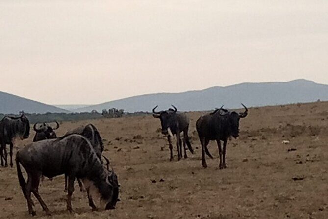 3-Day Maasai Mara Safari Tour in a 4 x4 Land Cruiser Jeep - Maasai Mara in 3 days: what you’re really buying