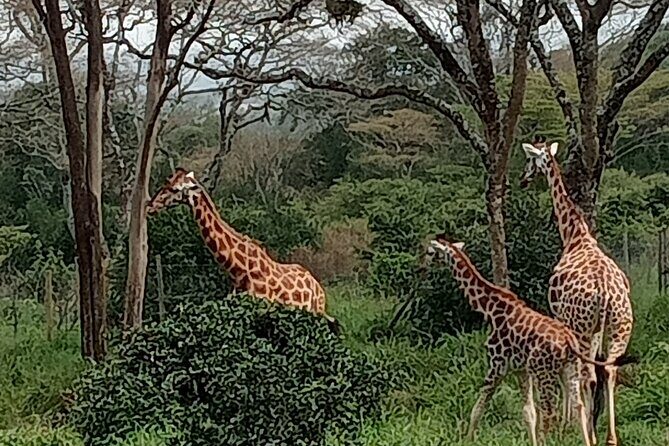 3-Day Maasai Mara Safari Tour in a 4 x4 Land Cruiser Jeep - Where the guides can change your day: Wilson, Saint Francis, Moses, and John