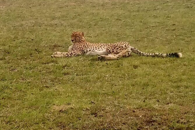 3-Day Maasai Mara Safari Tour in a 4 x4 Land Cruiser Jeep - Day 3: early breakfast, optional Maasai village, then back to Nairobi