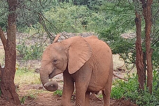 3-Day Maasai Mara Safari Tour in a 4 x4 Land Cruiser Jeep - Camps and tents: en-suite comfort that changes how you enjoy the safari