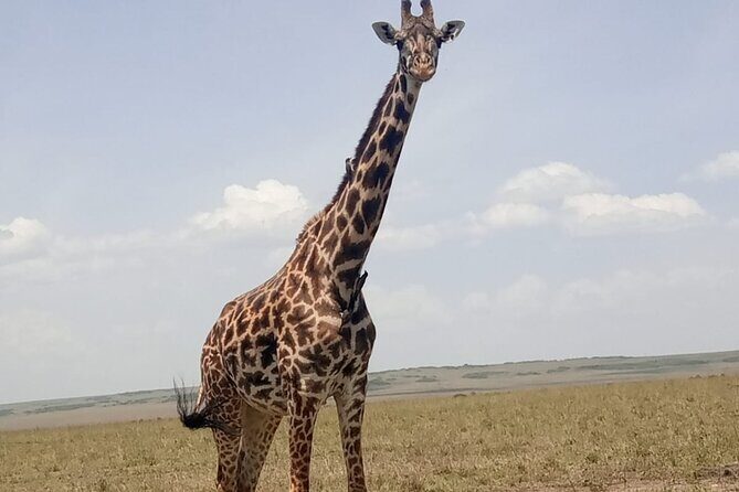 3-Day Maasai Mara Safari Tour in a 4 x4 Land Cruiser Jeep - Getting there: Nairobi pickup and your 4x4 Land Cruiser plan