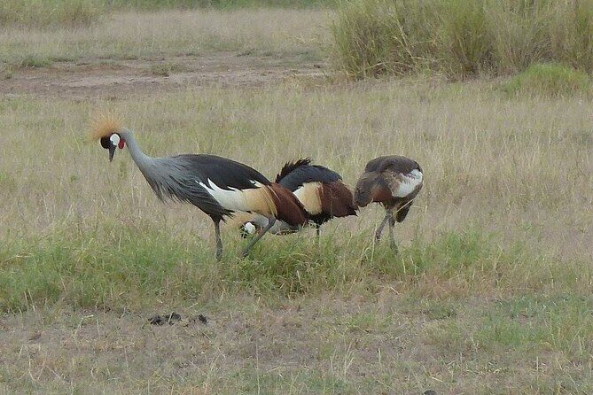 3 Day Maasai Mara Shared Safari In a Safari Van - Nairobi to Rift Valley: the part that sets the tone