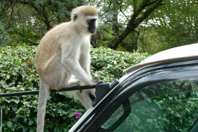 3 Day Maasai Mara Shared Safari In a Safari Van - Mara River time: what you should watch for