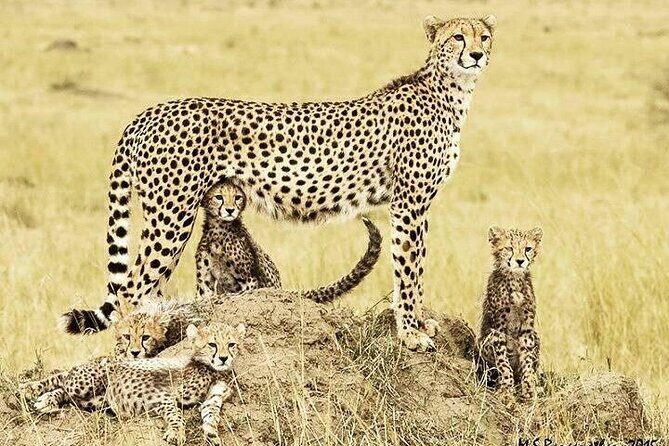 3 Day Maasai Mara Shared Safari In a Safari Van - Price and value: why $219 can make sense in the Mara