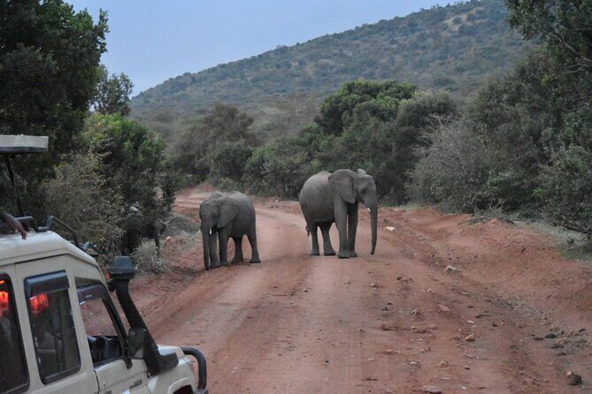 3 Day Maasai Mara Shared Safari In a Safari Van - Who this safari fits best (and who might want a different style)