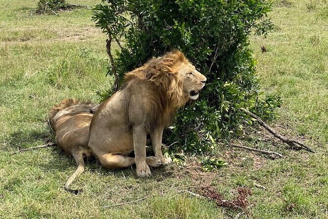 3-Day Masai Mara and Naivasha Hell's Gate National Park-Safari - Why Masai Mara and Naivasha in 3 Days Works