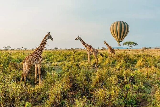 3-Day Masai Mara Budget Camping Safari - Why the Masai Mara camping style can be great value