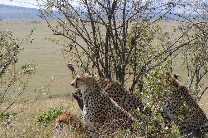 3-Day Masai Mara Budget Camping Safari - What morning drives do for your Big Five odds