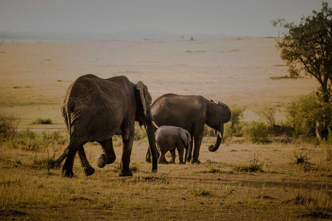 3-Day Masai Mara Budget Camping Safari - Maasai village visit: culture you can’t get from a photo