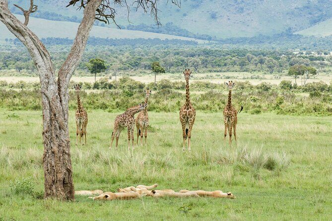 3-Day Masai Mara Budget Camping Safari - Camping logistics: included gear, included meals, and what to pack