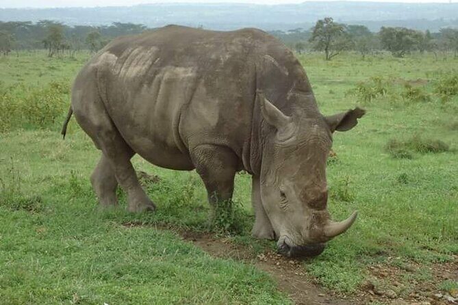 3-Day Masai Mara Budget Camping Safari - Day One in the Mara: check-in, lunch, then your first real sightings