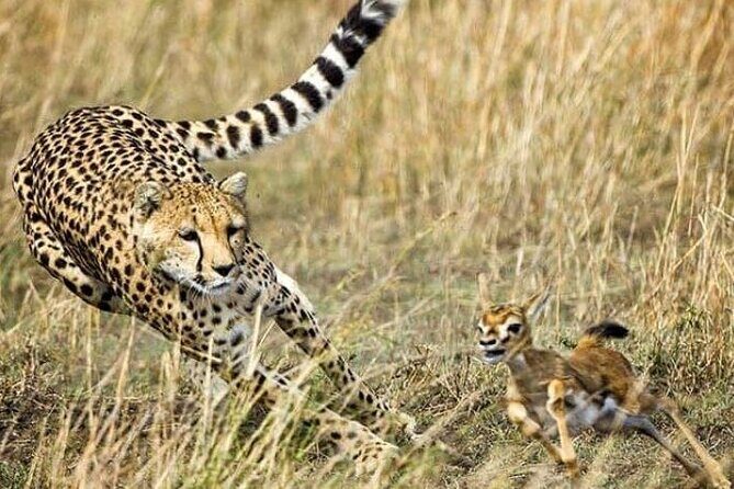 3-Day Masai Mara Safari Tour - Key things I’d focus on before you go