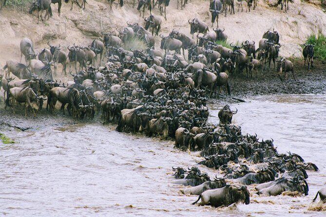 3-Day Masai Mara Wildebeest Migration 2025 - Key Things That Make This Migration Safari Work